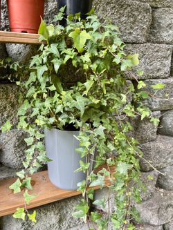 Hedera Helix, Common Ivy, English Ivy indoor/outdoor Plant In 9"H Pot.