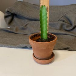 Healthy Cactus In Red Clay Pot With Saucer 