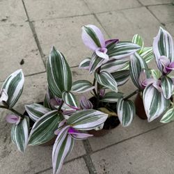 Wandering Jew