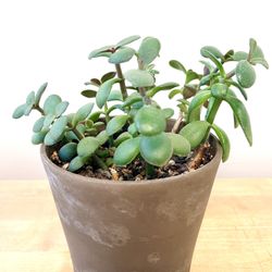 Young Jade Plant Crassula Ovata 