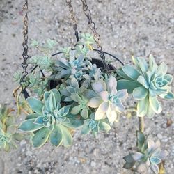 Beatiful Succulent