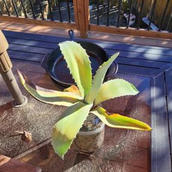 Agave Plant