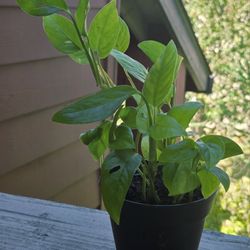 Monstera Swiss Cheese Plant 