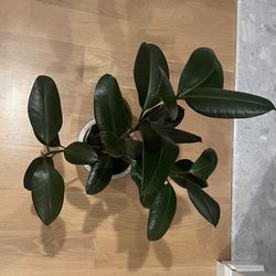 Rubber Ficus Plant with 6” Ceramic Pot