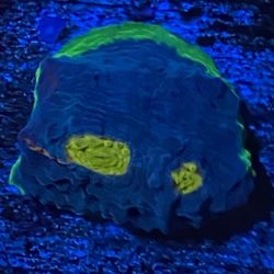 Rainbow Chalice Coral