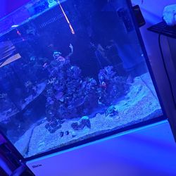 Fish Tank