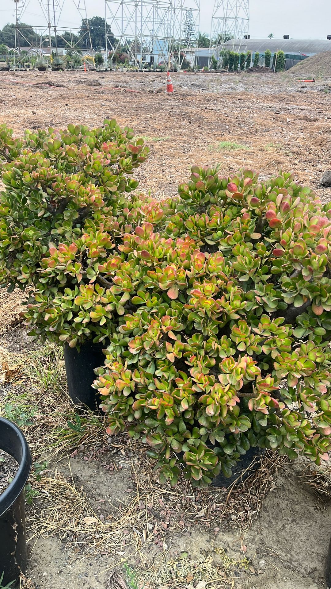 Jade Plant