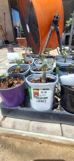 Desert rose babies