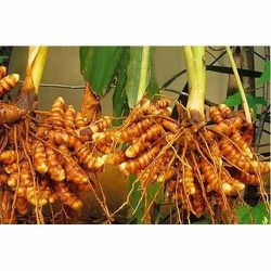 Authentic Turmeric Plant Indian Turmeric Spice Anti-inflammatory Organic - Limited Quantity