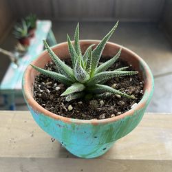 Hankey Dwarf Aloe 