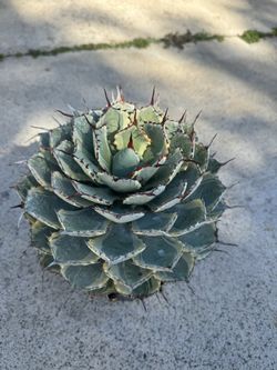 Rare Agave Kissho Kạn