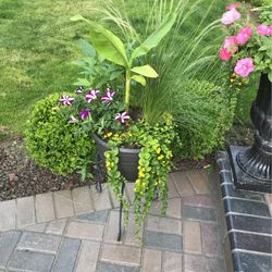 Pot Plant- Beautiful Datura, Banana, Plutonian, And More