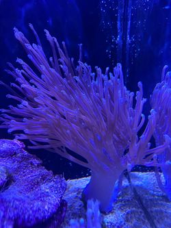 Purple/Blue Cespitularia soft coral