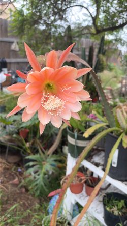 Cactus orchid