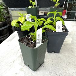 STEVIA PLANT ORGANIC FOR A NATURAL SWEETENER