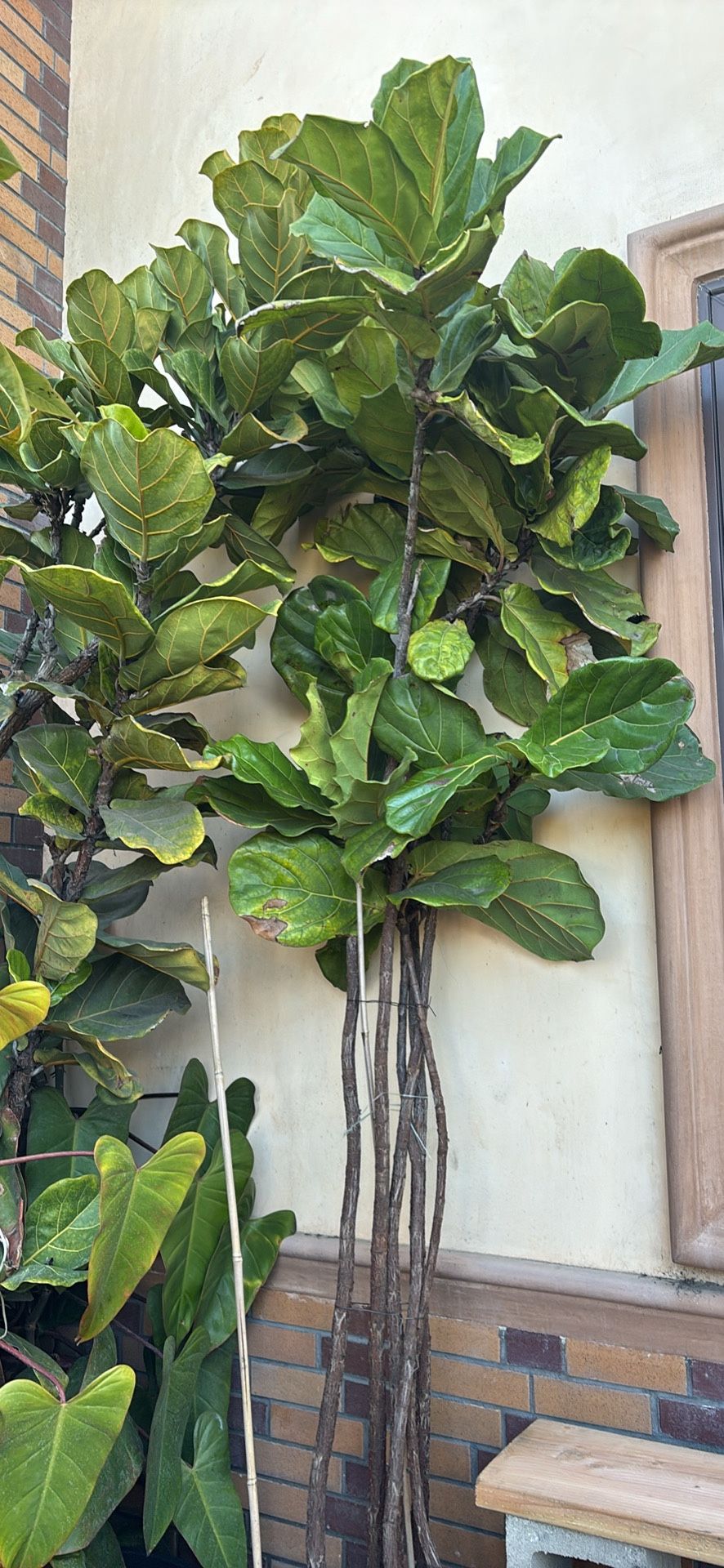 12 Feet Fiddle Leaf