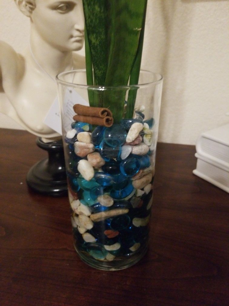 Beautiful Snake Plant In Cylinder With River Rocks And Glass Beads