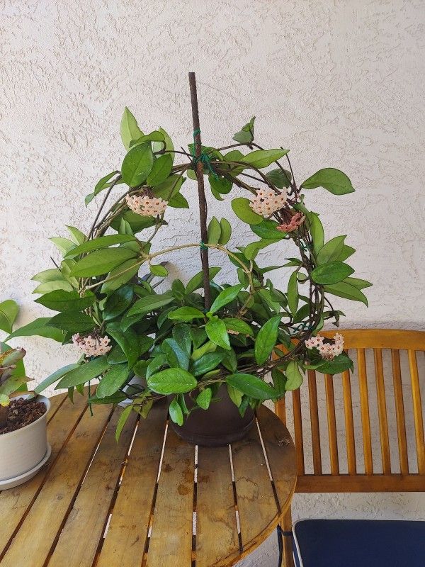 Large Hoya Carnosa Plant Currently In Bloom In 8" Pot