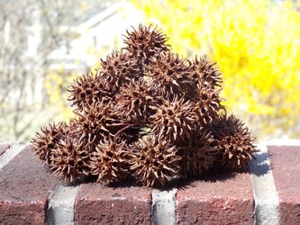 Sweetgum balls (from Sweetgum trees)