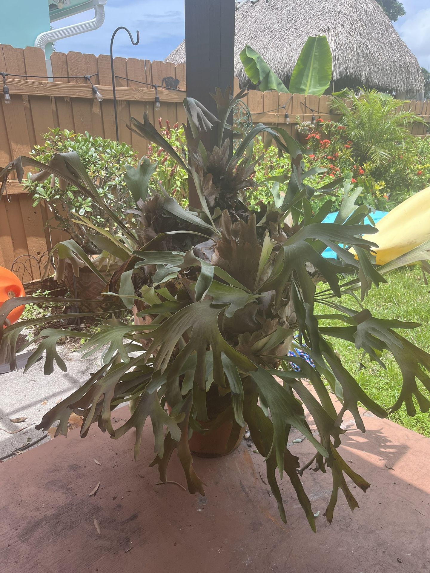 Beautiful Staghorn