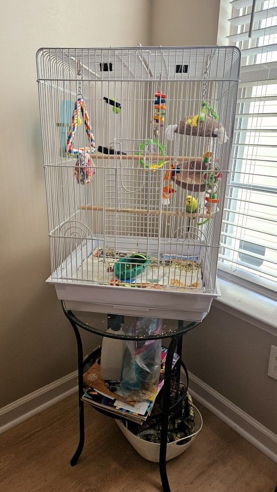 Parakeet 
