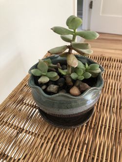 Succulent live plant in a beautiful ceramic pot Thumbnail