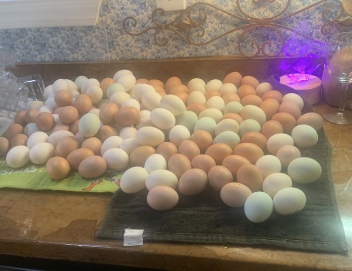 Barnyard Mix Eggs For Sale