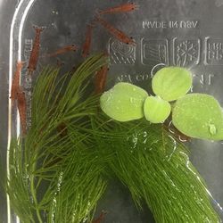 Aquarium Plants And Clean Up Crew 