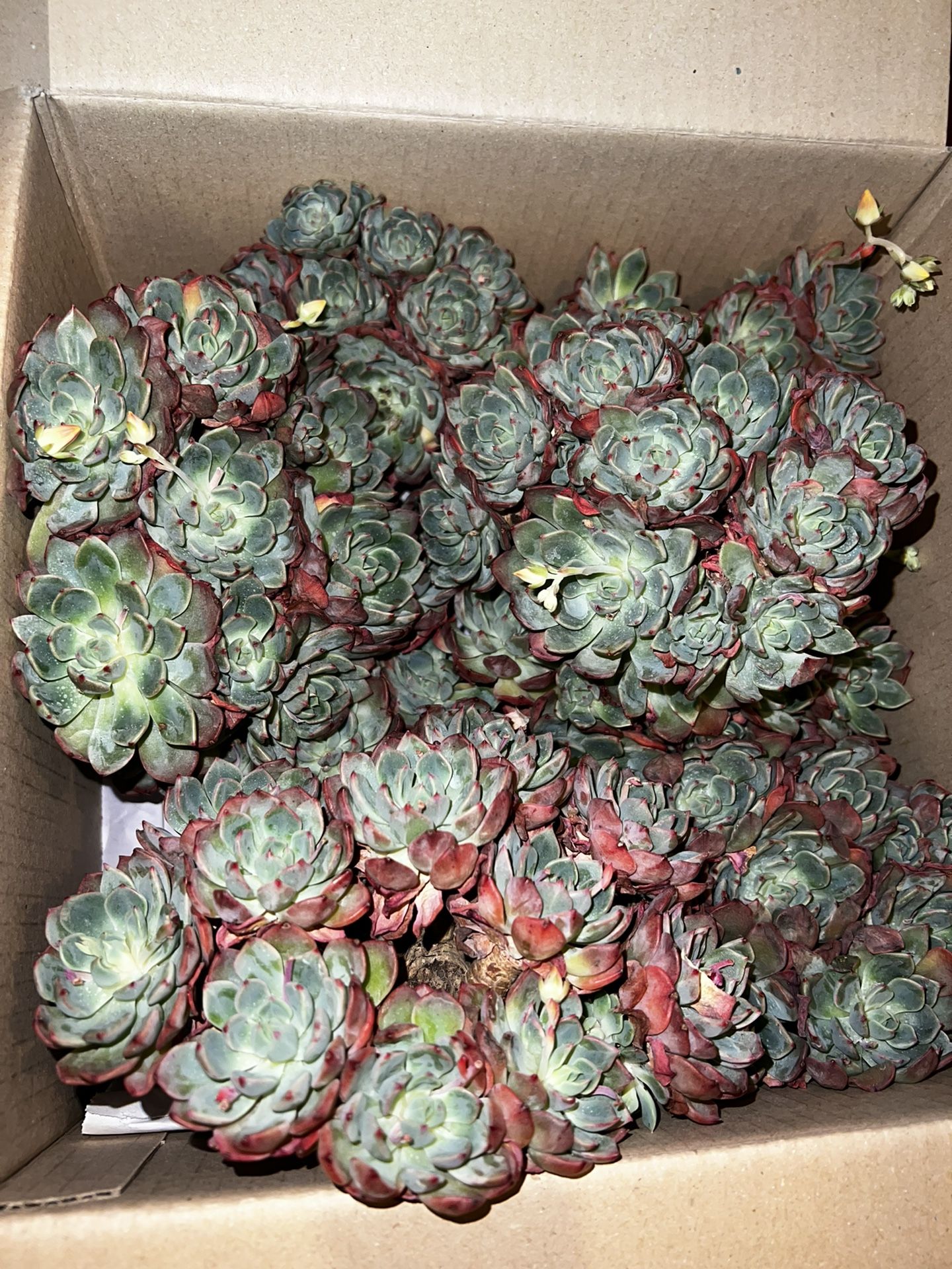 Echeveria Nanahukumini Korea Succulents Rare Succulents 