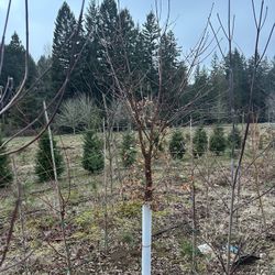 Paper Bark Maple 1.75 Inch