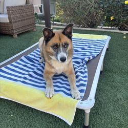 Dog Bed Aluminum Frame 4’L By 3’ W