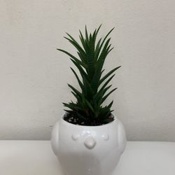 Live indoor Haworthia Plant in a Ceramic Pot with Drainage