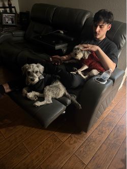 Free miniature schnauzer