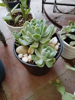 Assorted plants. 7 different kinds