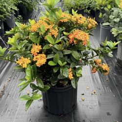 Ixora Maui Yellow - 3gl