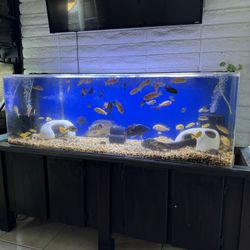 Fish Tank Aquarium 100 Gallon Acrylic
