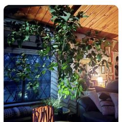 Large Lemon Tree