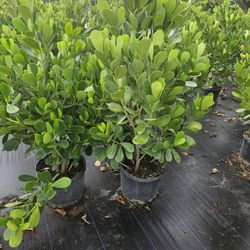 Clusias Staring  Only $10 And Up Instant Privacy Hedge For Fence 