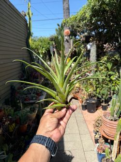 Large Tillandsia Air Plant