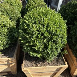 Boxwood Globes