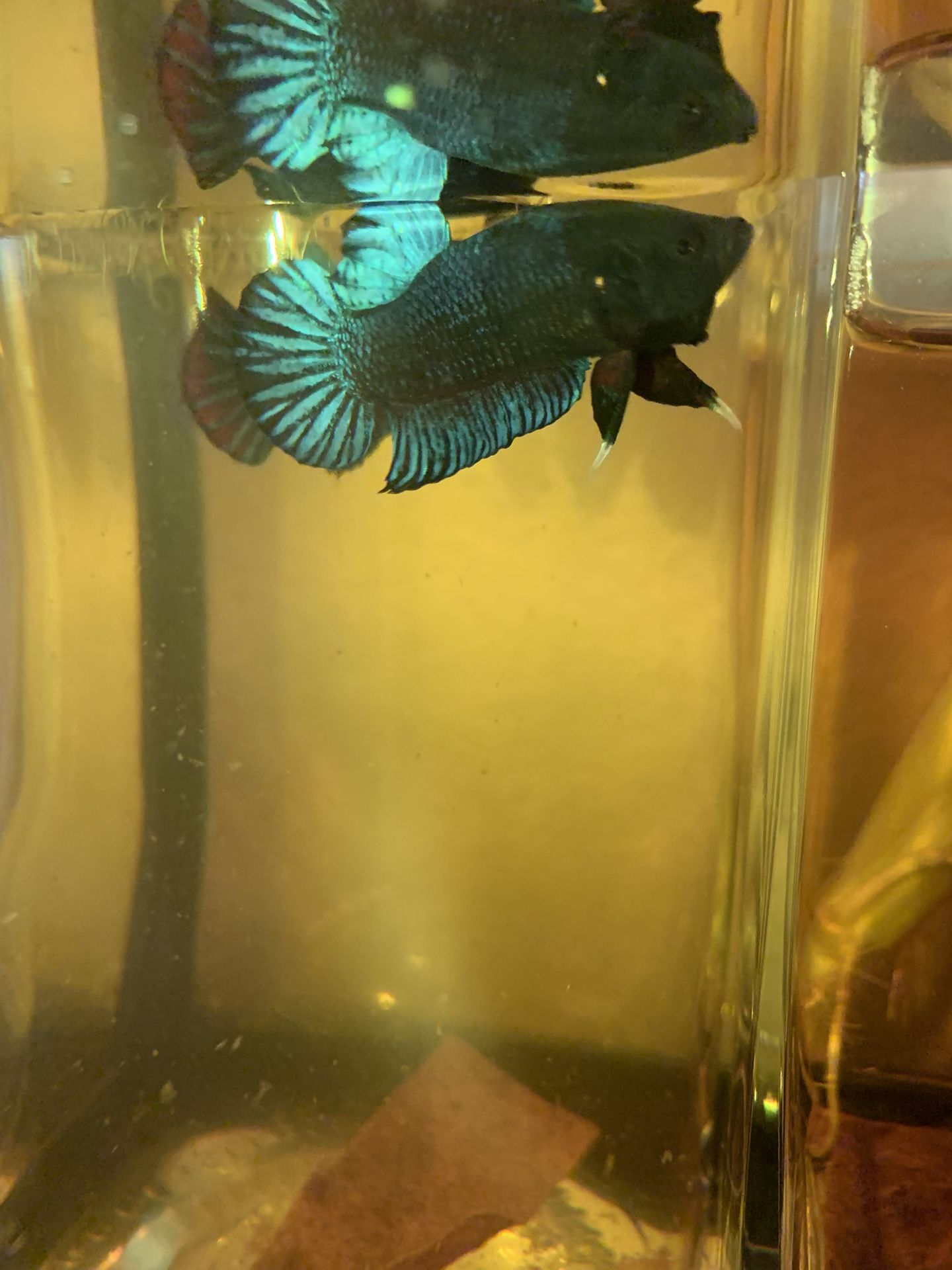 Fish tank