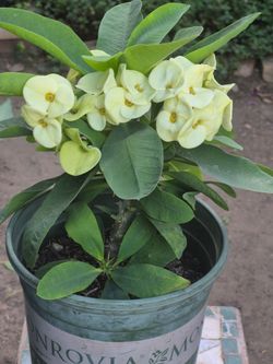 Planta