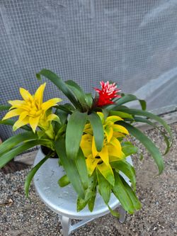 Bromeliad Plants 4" Pot 2 for $5 / $3 each