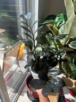 Various houseplants (prices in description)