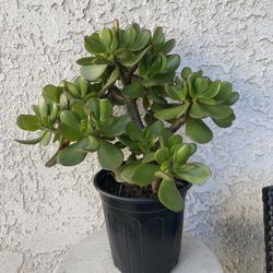 1 Gallon Pot Succulent Plant - Crassula Ovata  -  Classic Jade Money Tree Plant - Rooted & Established - Drought Resistant 🪴 
