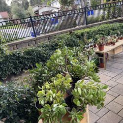 🪻 OVER 50 PLANTS FOR SALE 🪴