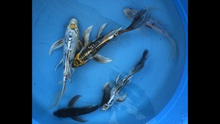 Koi