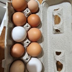 Pasture Organic Eggs