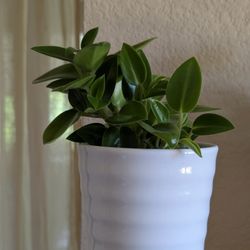 Healthy Beautiful Indoor Plant ( Peperomia)