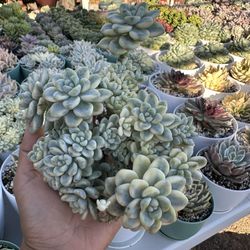 Variegated Clavatum Cluster For $35 Only